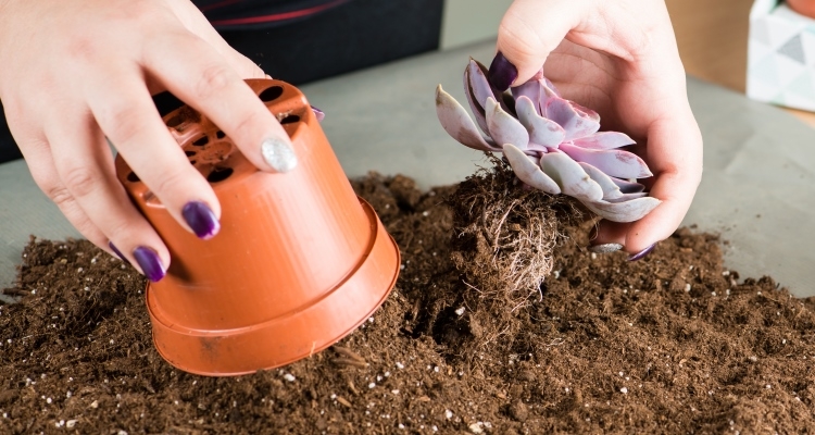 Potting a succulent with cactus soil mix